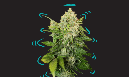 Explore-Strains